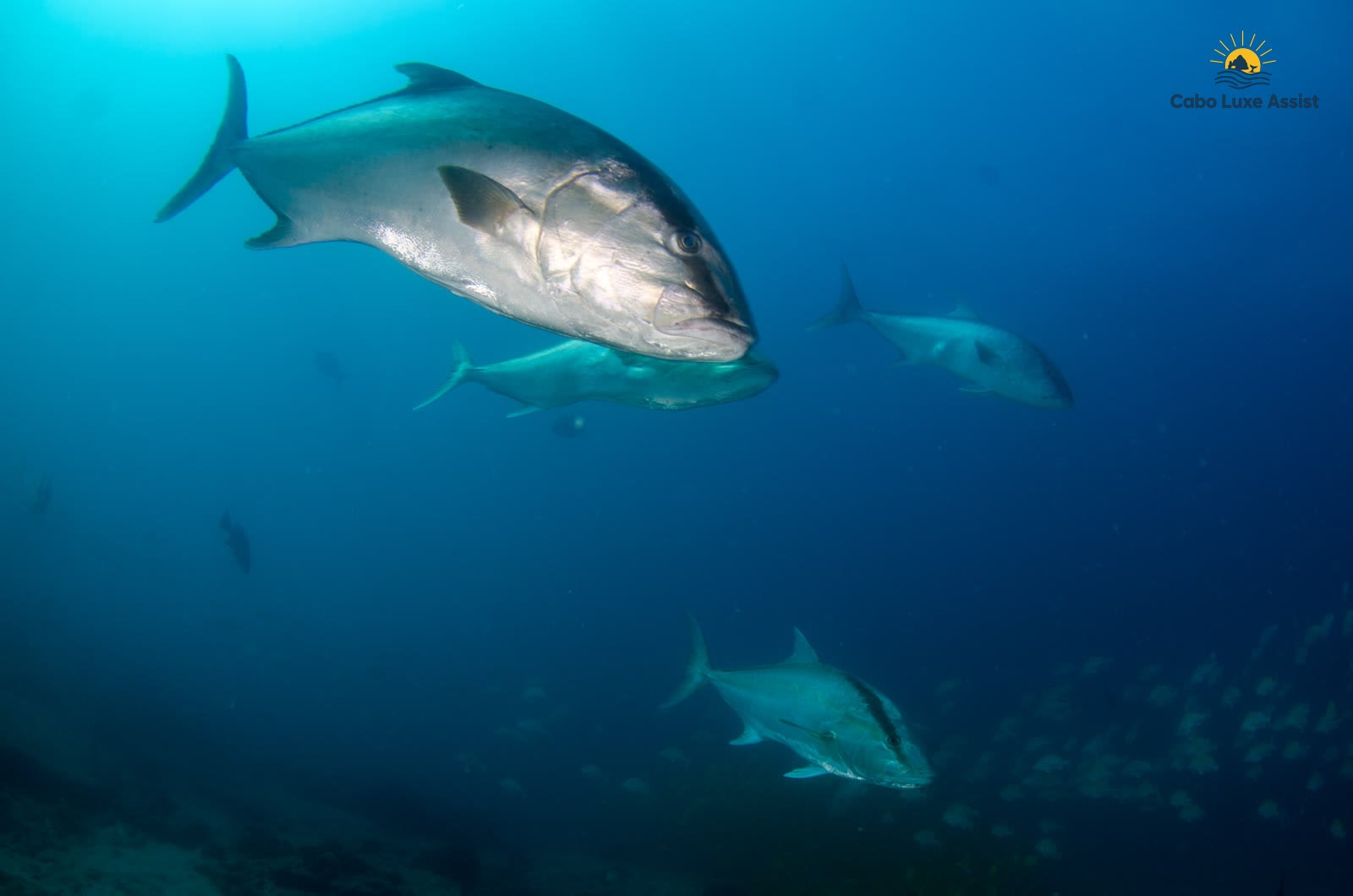 School of silvery jacks in deep blue Cabo water with light from the surface